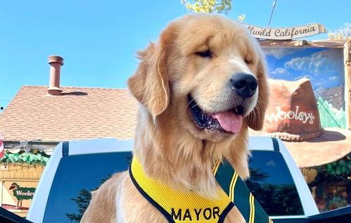 金毛市长娱乐吃瓜酱,揭秘娱乐圈幕后故事